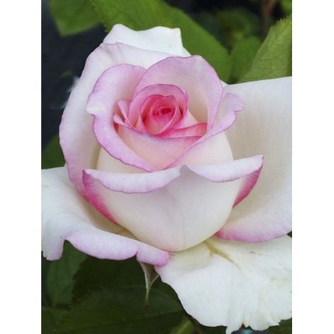 Rosier moderne 'Moonstone' Pot de 4L/5L