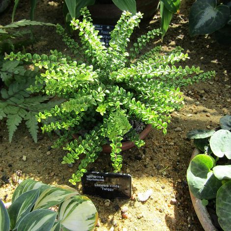Lonicera nitida Twiggy - Chèvrefeuille à feuilles de buis Pot de 2L/3L (1/2)