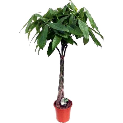 Planta Natural Pachira Acuatica en Maceta M24