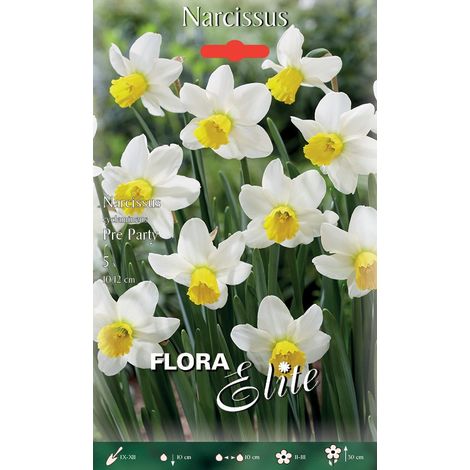 NARCISO CYCLAMINEUS PRE PARTY (CONFEZIONE DA 5 BULBI)