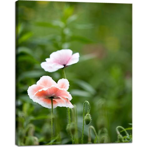 Stampa su tela con soggetto botanico: papaveri 40x50 cm