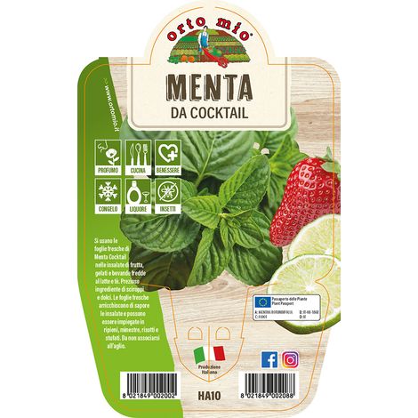 MENTA DA COCKTAIL IN VASO 14CM