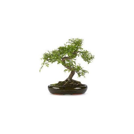 Vivaio Garden Forest – Bonsaï Zelkova – Orme japonais miniature – Feuillage vert foncé – Hauteur 30 cm – Entretien facile en intérieur et extérieur