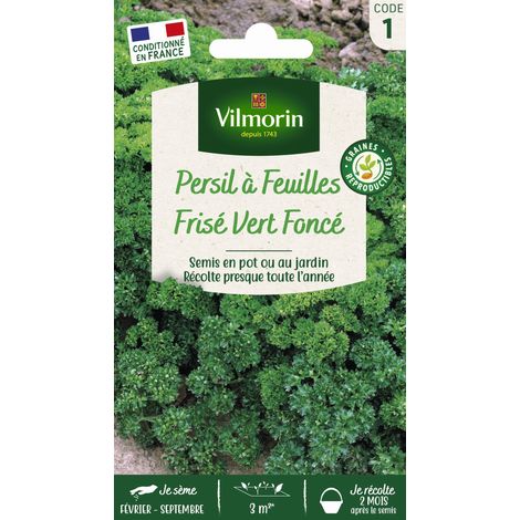 Vilmorin – Persil frisé vert foncé – Graines d'aromates – Originaire des régions méditerranéennes – Utilisé en cuisine et en décoration (1/4)