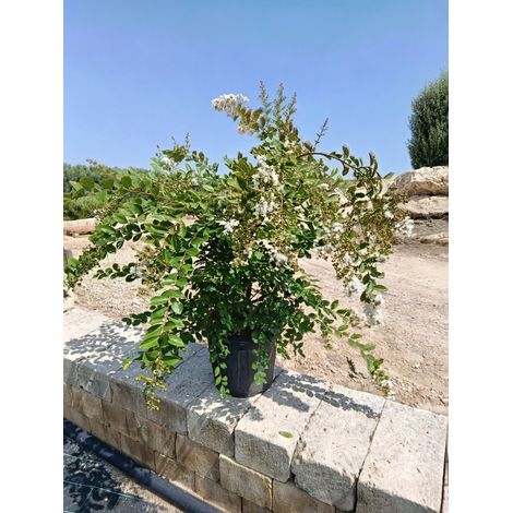 LAGERSTROEMIA INDICA TOUFFE 40 ACOMA