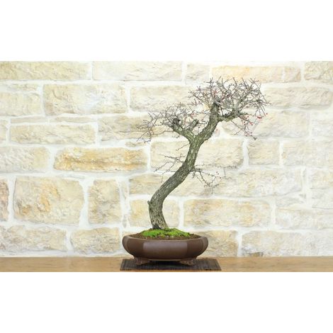Bonsai di Biancospino (20)