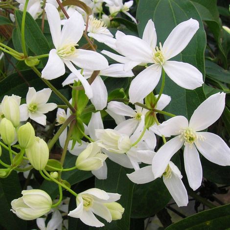 Clématite armandii/Pot de 6L - Echelle bambou 90/150 cm