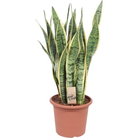 Sansevieria Trifasciata Laurentii - Plante Verte Dépolluante Langue de Belle-mère - Ø25 cm H85 cm - PANGIVO (1/4)