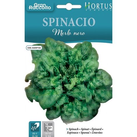 Spinacio Merlo Nero para cultivo en jardín o maceta