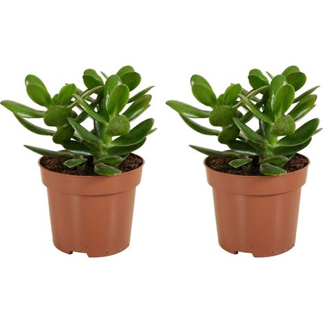 Bloomique - Lot de 2 - Crassula Ovata Arbre Magique - Plante de Jade - Plantes d'intérieur - Succulente - Très Facile d'Entretien - Hauteur 15-20 cm - Pot 12 cm (1/5)