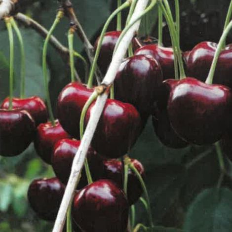 PIANTA DA FRUTTO CILIEGIA BIGARREAU BURLAT in vaso 20 età 2/3 anni (foto reali)