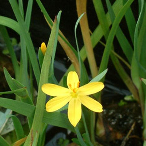 4 x Sisyrinchium californicum - godet 9x9 cm (1/5)