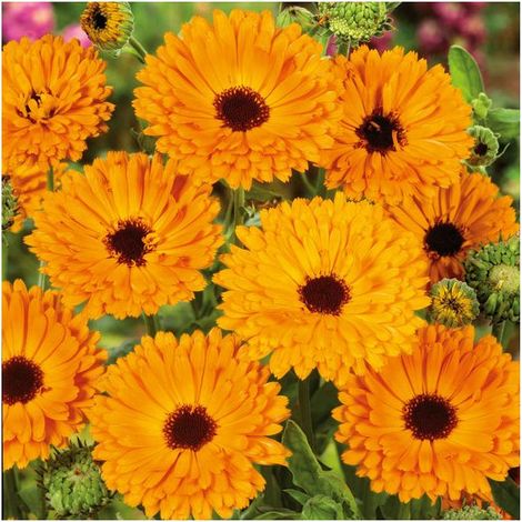 Graines de Calendula 200 pcs – Graines de fleurs pour jardin, balcon et massifs (1/3)