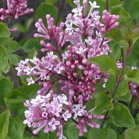 Lilas de Chine  - Syringa meyeri 'Palibin'  - 40-60 cm pot (1/4)