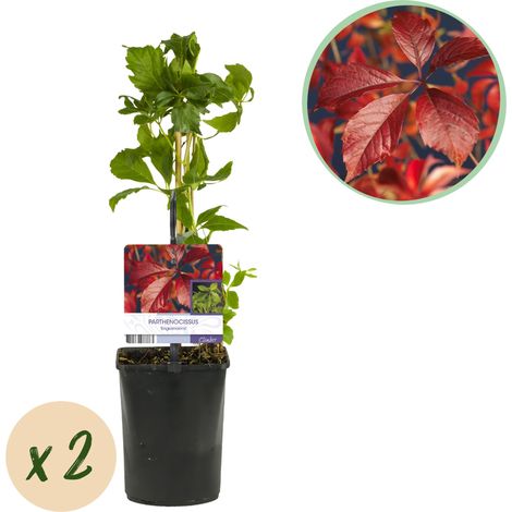 Vigne Vierge Parthenocissus Engelmannii Plante Grimpante Feuillage Rouge Automne Lot de 2 Pot 11 cm - PANGIVO (1/5)