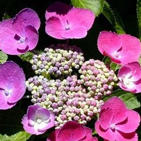 Hortensia  - Hydrangea macrophylla 'Taube'  - 25-30 cm pot