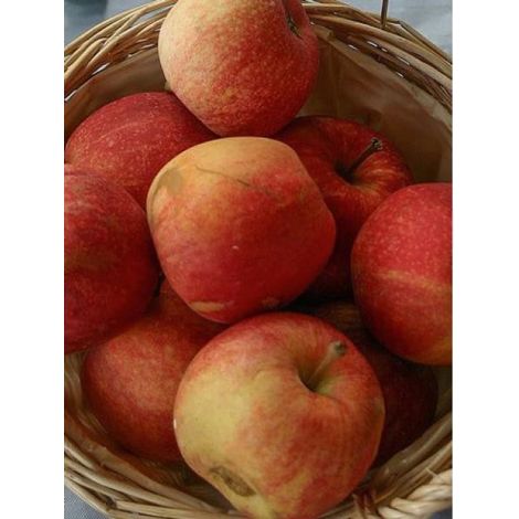 Pommier 'Royal Gala' Pot de 7,5L/10L, Gobelet (1/3)