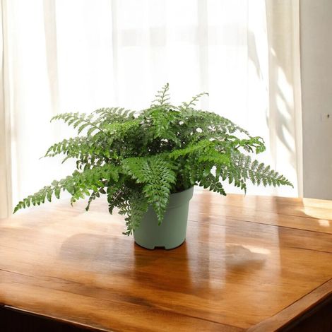 Gardenaria Asplenium parvati - Pianta da interno ornamentale - Altezza: 25 cm (vaso 12) (1/5)