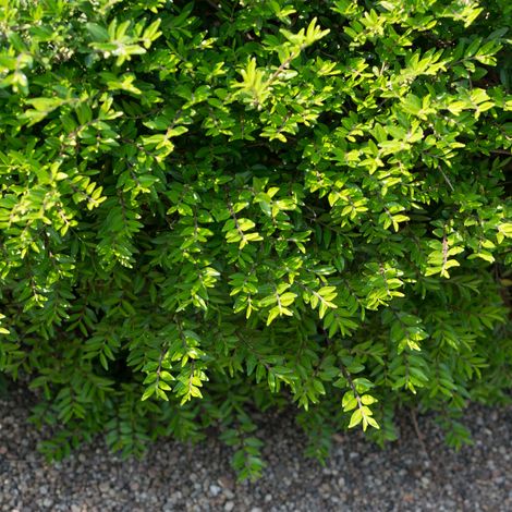 Chèvrefeuille à cupule - Lonicera pileata 50cm en pot (1/5)