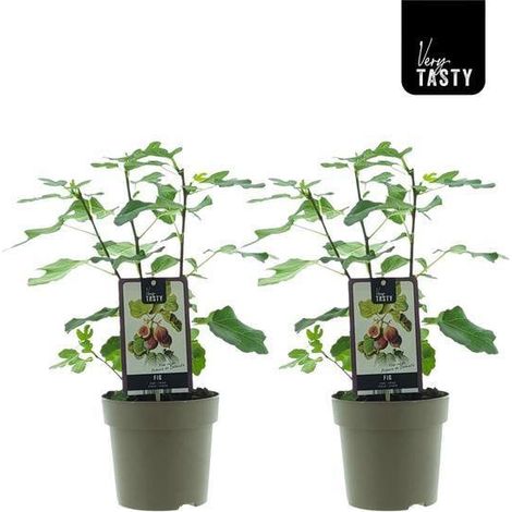 Ficus Précoce de Dalmatie Plante Verte Intérieure Lot de 2 Pots Ø15 cm Hauteur 40 cm - PANGIVO