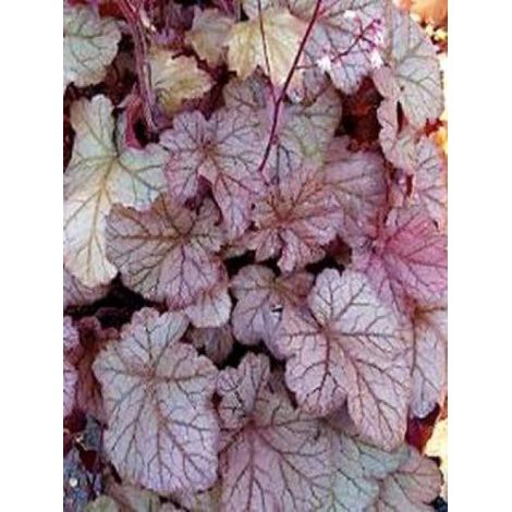 Heuchère 'Pinot Noir'® Godet de 8/9 cm