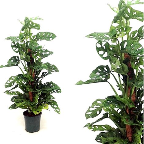 Planta Natural Monstera Adansonni Tutor