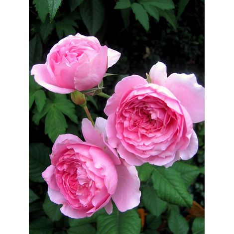Rosier Générosa® 'Elodie Gossuin'® Pot de 4L/5L