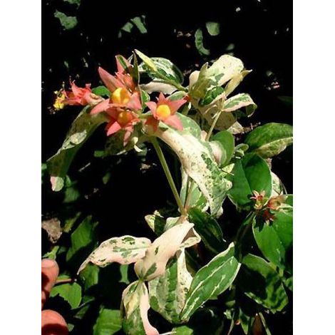 Millepertuis moserianum 'Tricolor' Pot de 3L/4L (1/2)
