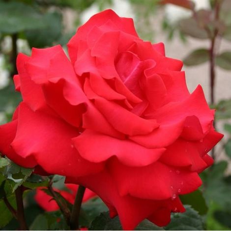 2 x Rosa  - Kordes Eleganza® rosier - Rosa 'Grande Amore'®