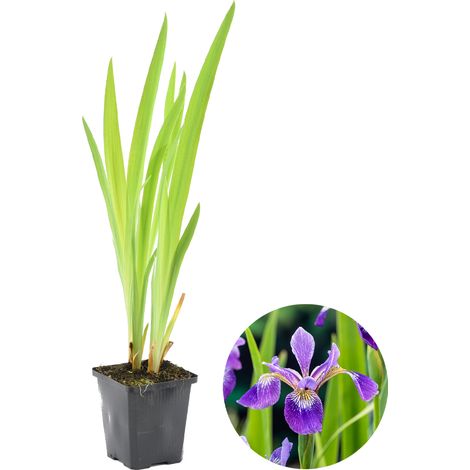 Bloomique - Iris Versicolor - Iris versicolore - Plantes de bassin - Plantes aquatiques - Rustique - Hauteur 20-30 cm - Pot 9 cm