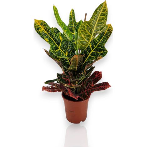 Gardenaria Codiaeum variegatum 'Excellent' - Pianta da interno ornamentale - Altezza: 65 cm (vaso 19) (1/5)