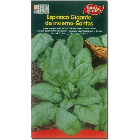 SEMILLAS FITO HORTICOLAS ESPINACA G. INVIERNO SANTOS=00114