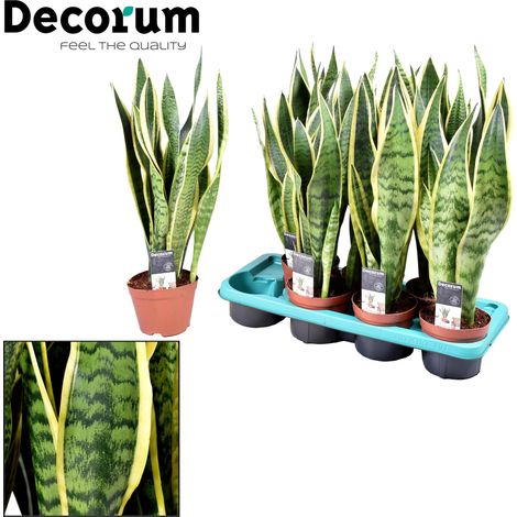 Sansevieria Laurentii - Plante d'Intérieur Langue de Belle-Mère - Ø 14 cm - Hauteur 55 cm - PANGIVO