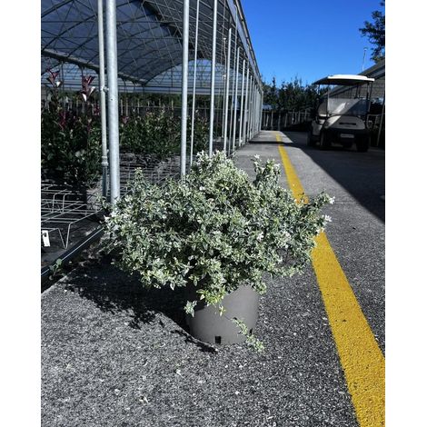 Gardenaria Abelia grandiflora 'Sparkling Silver' - Arbusto ornamentale da giardino - Altezza: 30/35 cm (vaso19) (1/5)
