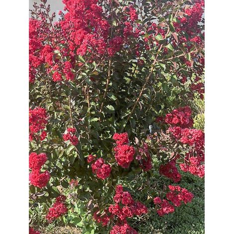 Lilas des Indes 'Dynamite' Pot de 7,5L/10L
