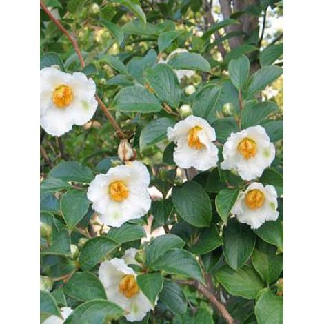 Stewartia pseudocamellia Pot de 3L/4L (1/5)