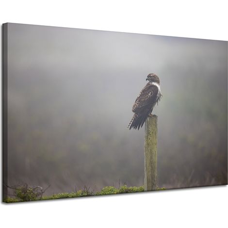 Stampa su tela Animali Uccello Falco 120x80 cm