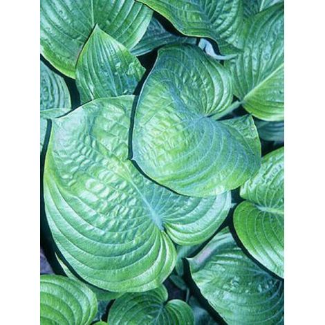 Hosta  'Blue Umbrellas' Godet de 8/9 cm (1/3)