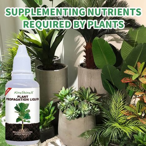 KineShienX plant nutrient solution prevents yellowing leaves, promotes root growth, strengthens roots and leaves, and enhances growth in hydroponic soil cultivation. (1/4)