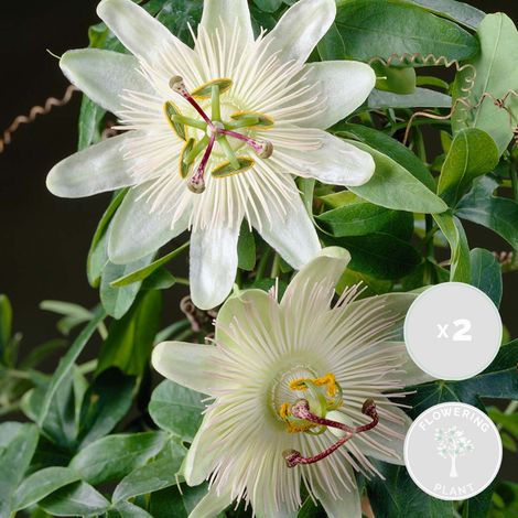 Bloomique - Lot de 2 - Passiflora 'Constance Elliott' - Fleur de la passion - Blanche - Plantes grimpantes - Plantes de jardin - Rustiques - Hauteur 50-70 cm - Pot 15 cm