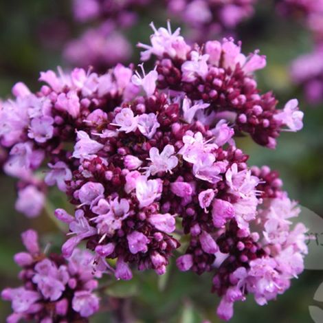 4 x Origan  - Origanum laevigatum 'Herrenhausen'  - godet 9x9 cm (1/4)