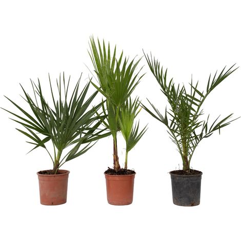 - Mélange de palmiers d'extérieur - Assortiment de 3 plantes - Pot de 15 cm - Hauteur 50-70 cm