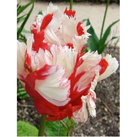 Tulipe perroquet 'Estella Rijnveld' Bulbe calibre 11+ (par 6) (1/2)