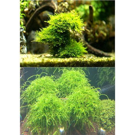 Bola de filtro para acuario – Decoración transparente para musgo – Bola semiplástica de 5 x 3 cm de color con cuerda y contrapeso. (1/5)