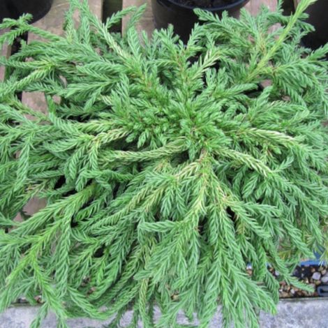 Cèdre du Japon Spiraliter Falcata, Cryptomeria/Pot de 3L - 20/40 cm