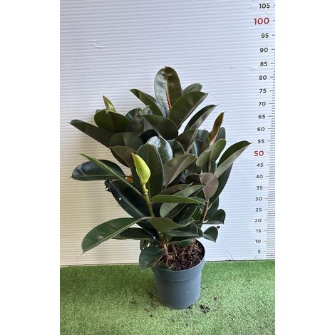 PIANTA DI FICUS ROBUSTA in Vaso 20 (foto Reali)