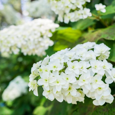 Hortensia quercifolia - Hydrangea quercifolia Pot 3L