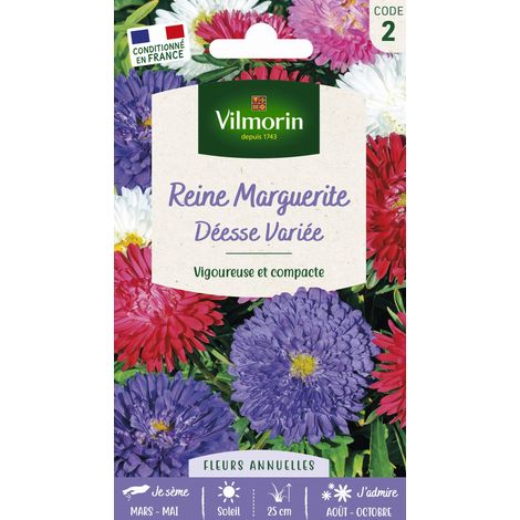 Reine-Marguerite Naine Déesse Variée Vilmorin (1/2)