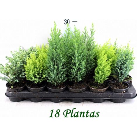 Pack de 18 Plantas Coniferas Mix Variadas en Maceta M9