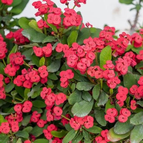 Euphorbia milii